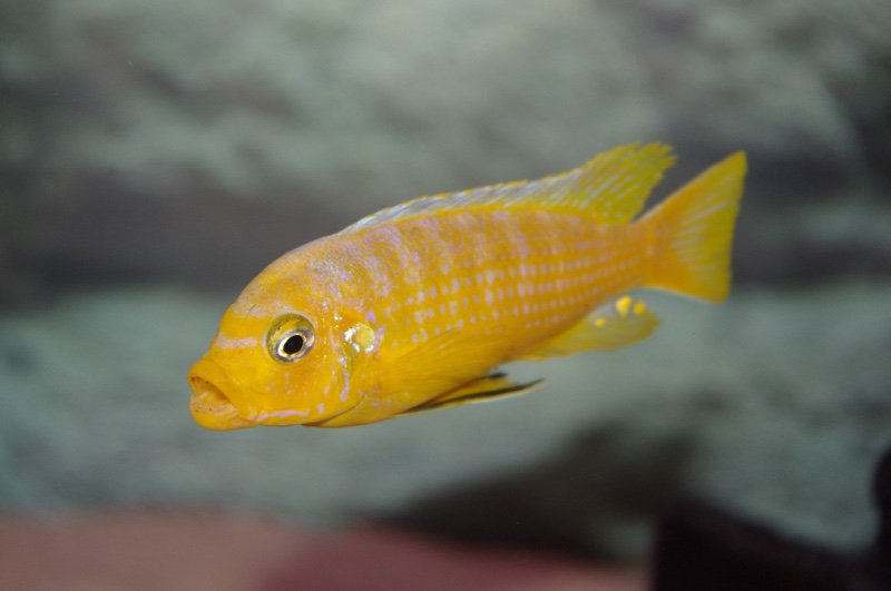 Maylandia sp. 'kingsizei lupingu' Lupingu